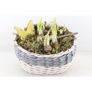 arr4 Narcis MB - Mand ovaal grijs/wit 338/3