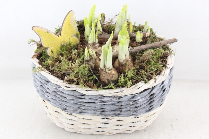 <h4>arr4 Narcis MB - Mand ovaal grijs/wit 338/3</h4>