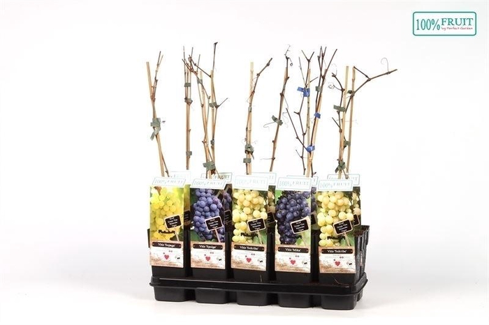 <h4>Vitis overig wit</h4>