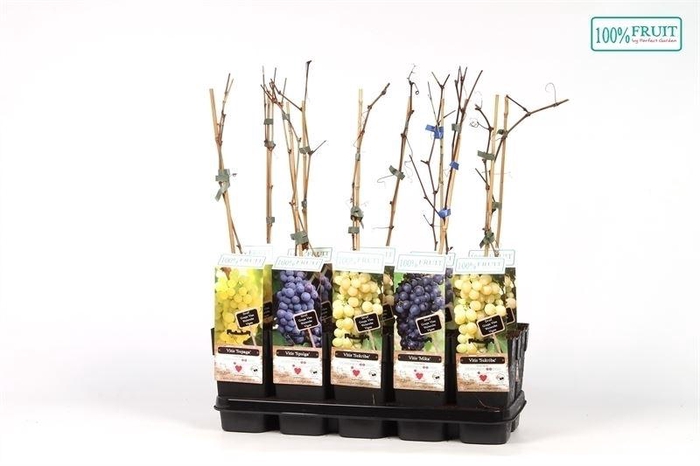 Vitis overig wit