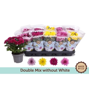 Chrysant Double mix without white