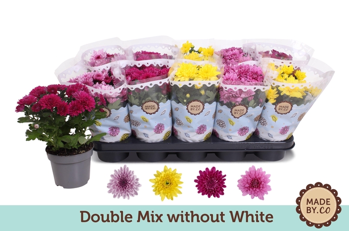 <h4>Chrysant Double mix without white</h4>