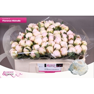 Paeonia Florence Nicholls