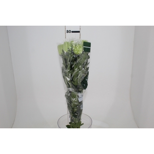 ANASTASIA DARK GREEN 080 CM VERDE