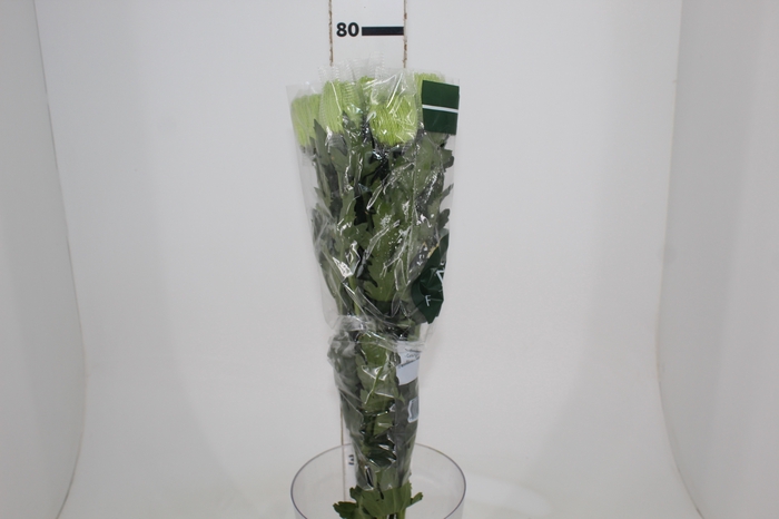 <h4>ANASTASIA DARK GREEN 080 CM VERDE</h4>