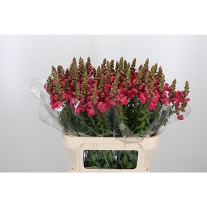 Antirrhinum Po Rose