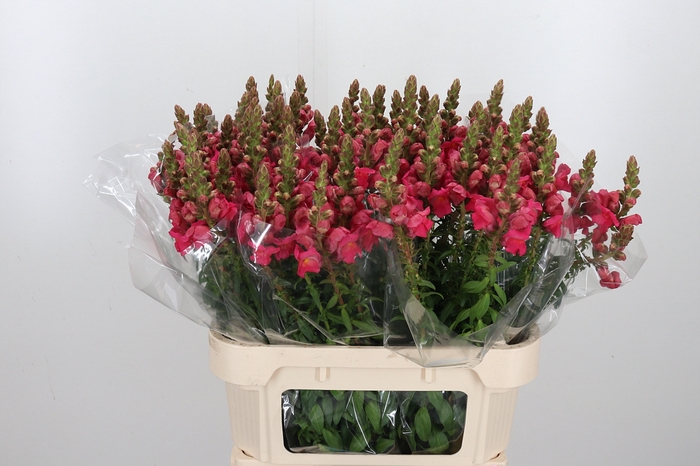 <h4>Antirrhinum Po Rose</h4>