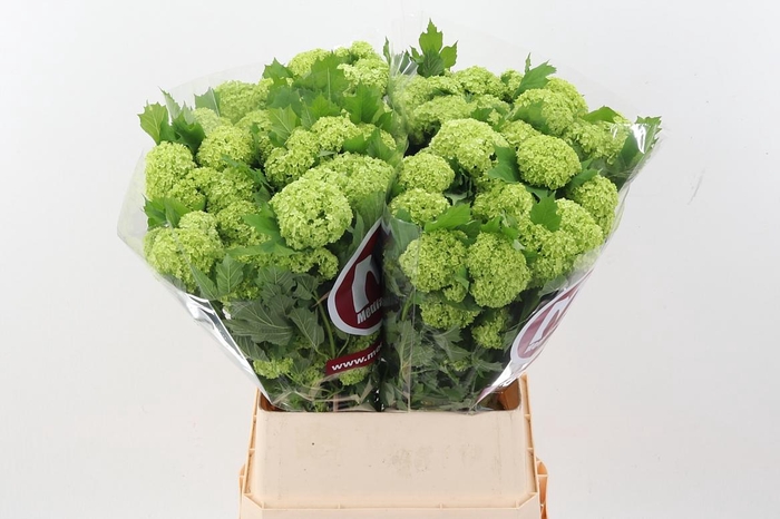 <h4>Viburnum Roseum St</h4>