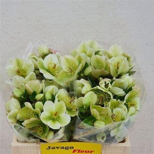 Hell Frk Mollys Whit