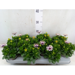Osteospermum  'Margarita Whit Spoo'