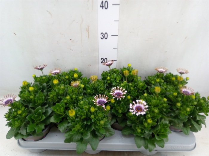 <h4>Osteospermum  'Margarita Whit Spoo'</h4>