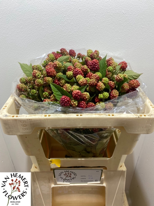 <h4>RUBUS FR CHESTER</h4>