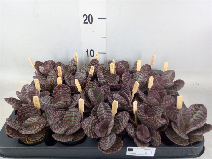 <h4>Kalanchoe humilis 'Surpris Desert'</h4>