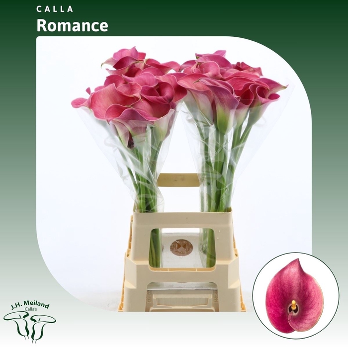 <h4>Calla Romance</h4>