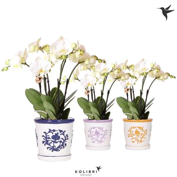 <h4>Kolibri Orchids Phalaenopsis Ghent 4 spike in Malaga pot mix</h4>