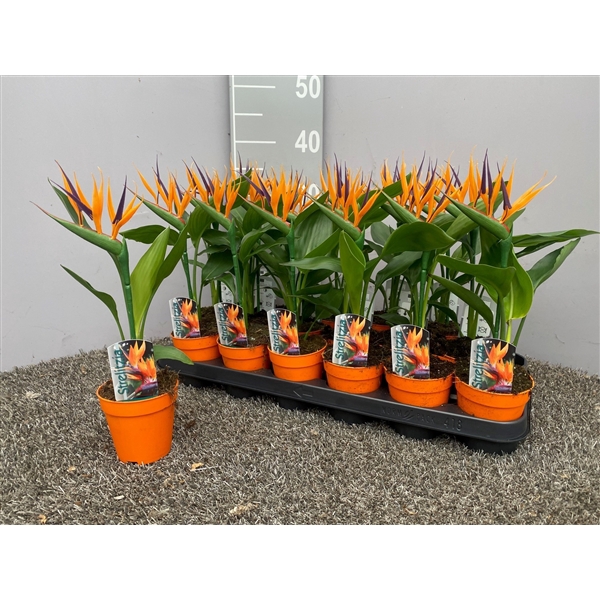 <h4>Strelitzia reginae p9 (met kunstbloem)</h4>