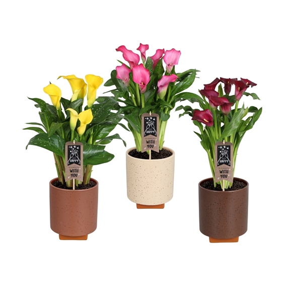 <h4>Zantedeschia gemengd Calla mix in Tokio keramiek</h4>