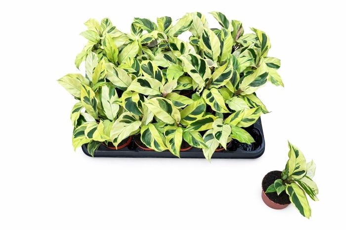 <h4>CALAT FUSION YELLOW</h4>