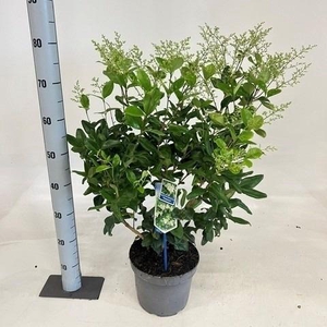 LIGUS JAPONICUM