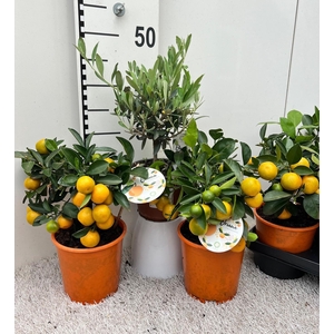 Algarve Mix Citrus & Olea medi-stem
