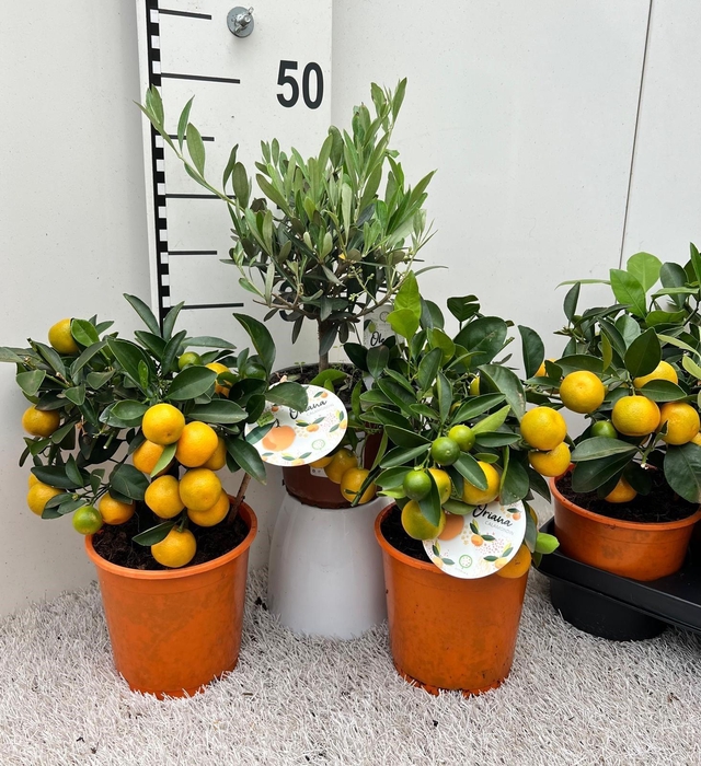 <h4>Algarve Mix Citrus & Olea medi-stem</h4>