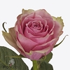 Rosa large athena royale