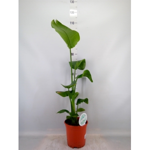 Strelitzia nicolai