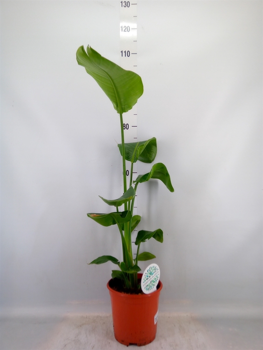 <h4>Strelitzia nicolai</h4>
