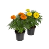 TAGETE MARIGOLD P13 VARIADO