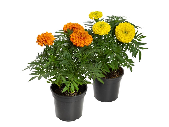 TAGETE MARIGOLD P13 VARIADO