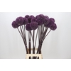 Allium Summer Drummer