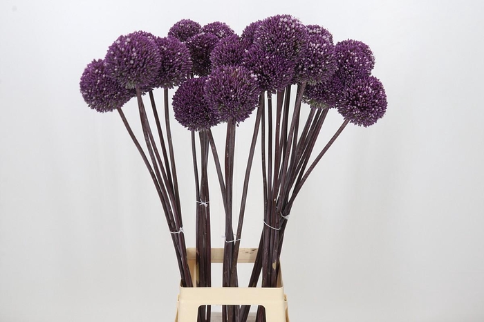 <h4>Allium Summer Drummer</h4>