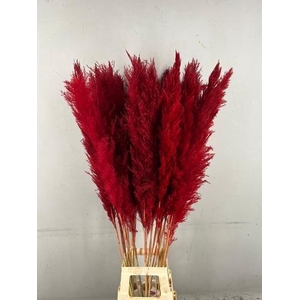 DF Pampas 130cm Red