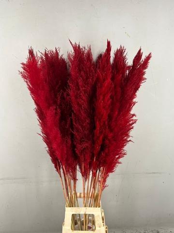 DF Pampas 130cm Red