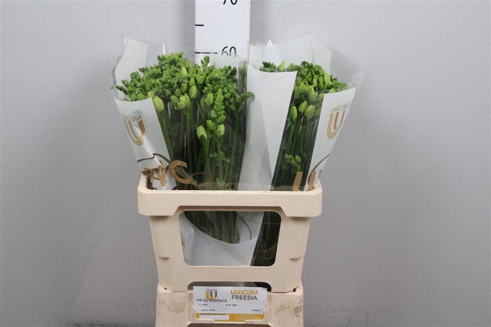 <h4>Fr Du Essence</h4>