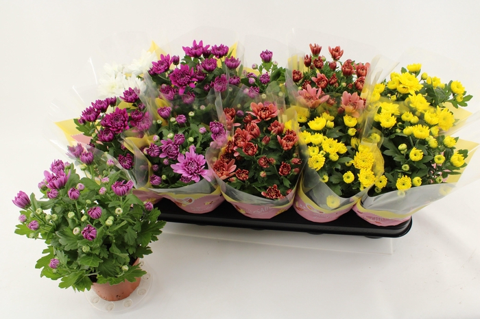 <h4>CHRYS GEVULDBL GEM</h4>