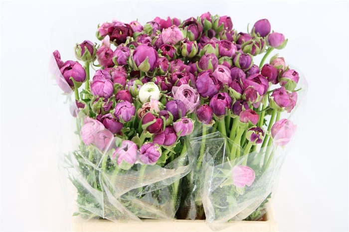 <h4>Ran Amandine Purple Jean</h4>