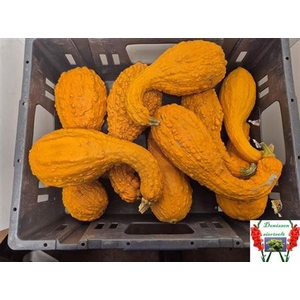 Cucurbita (kalebas)