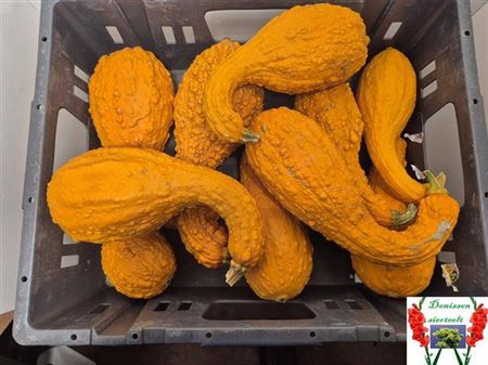<h4>Cucurbita (kalebas)</h4>
