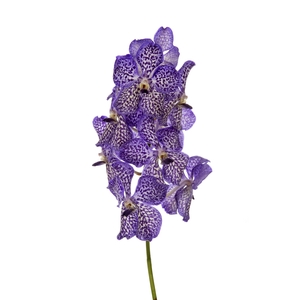 Vanda Sunanda Violet Ink