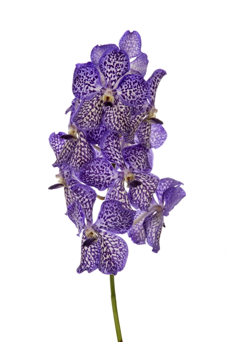 <h4>Vanda Sunanda Violet Ink</h4>