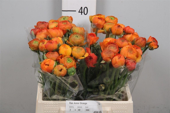 <h4>Ran Aazur Orange</h4>