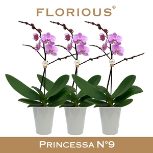 No9 Phalanopsis 1 Tak Roze+Deco
