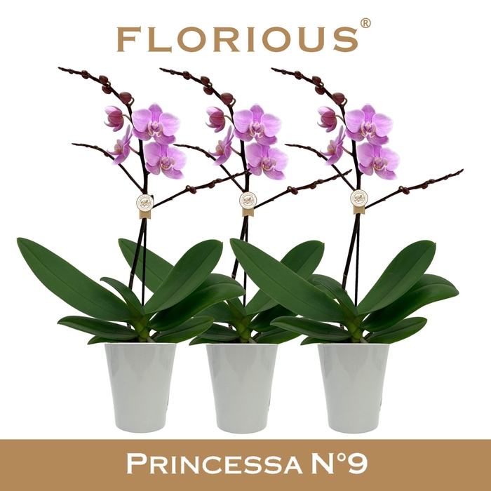 <h4>No9 Phalanopsis 1 Tak Roze+Deco</h4>
