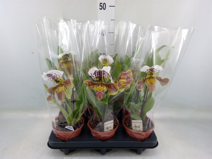 <h4>Paphiopedilum   ...</h4>