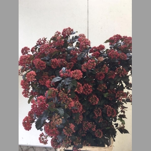 Physocarpus Op Diabolo