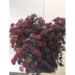 Physocarpus Op Diabolo
