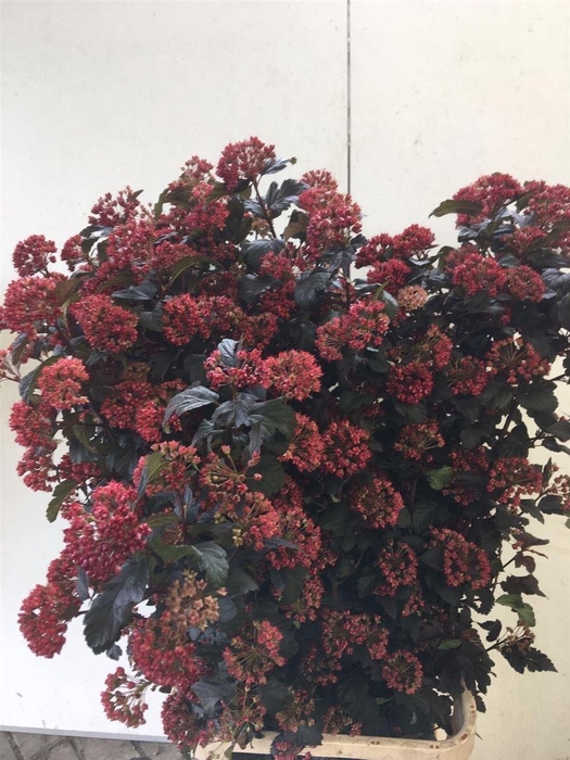 <h4>Physocarpus Op Diabolo</h4>