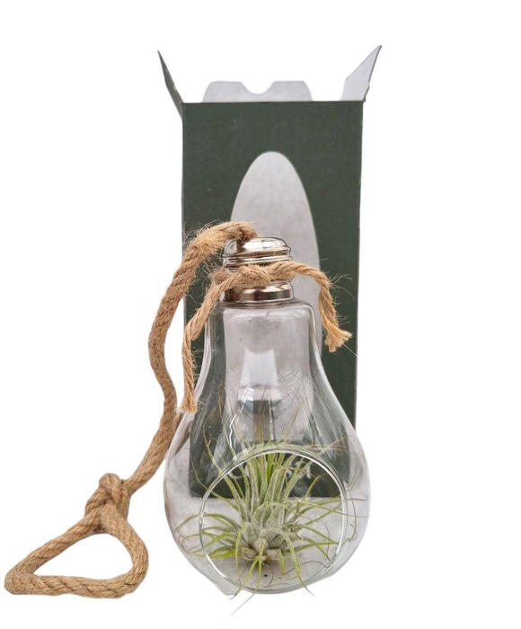 <h4>Arrangementen Tillandsia 6%</h4>