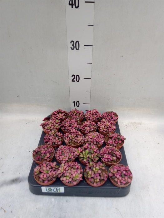 <h4>Succulents   ...</h4>